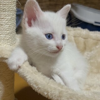 おっとり可愛い白猫くん