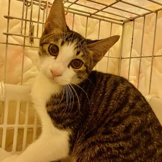 イケメン　ホープくん