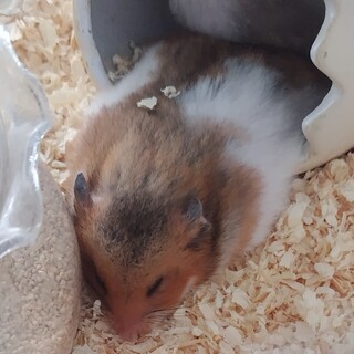 ハムスター（メス4匹）飼い主さん募集