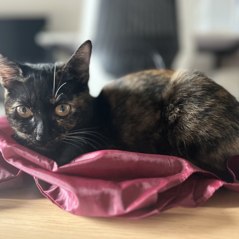 くぅちゃんのカバー写真