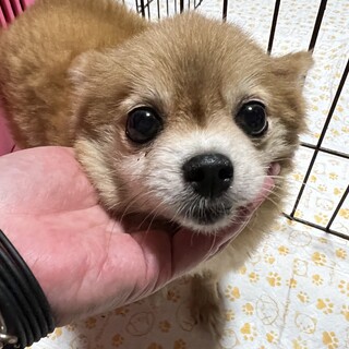 ぽっちゃりポメちゃん