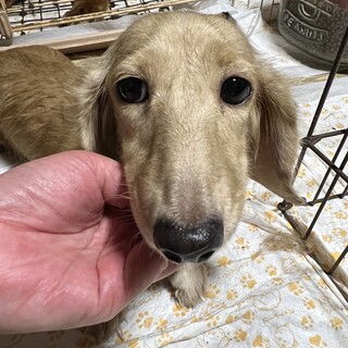 マイペースダックスちゃん