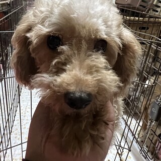 元気いっぱいトイプードルちゃん