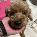 ロイカナなトイプードルちゃん