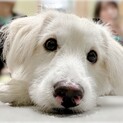 しあわせを掴みました。ありがとう！@仔犬のなると