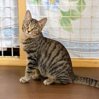 シャーシャー猫ちゃんに寛容な方の助けが必要です！
