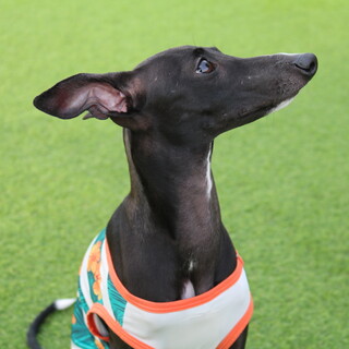 甘えん坊のイタグレ 里親募集