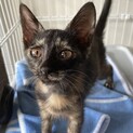 遊び盛りの元気いっぱい仔猫いくちゃん