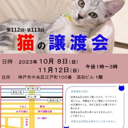 猫の譲渡会in神戸三宮 ¨ 猫のミーナ ¨