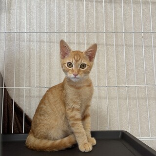 茶トラ　４ヶ月　男の子