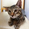 さみしがり屋のキジトラ♡ユキ　(FeLV陽) サムネイル2