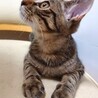さみしがり屋のキジトラ♡ユキ　(FeLV陽) サムネイル4