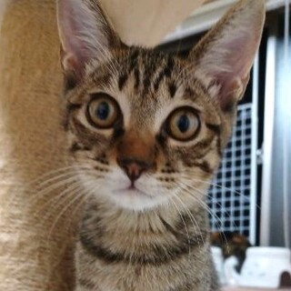 さみしがり屋のキジトラ♡ユキ　(FeLV陽)