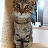 さみしがり屋のキジトラ♡ユキ　(FeLV陽) サムネイル5