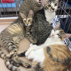 名古屋保護猫譲渡会 サムネイル2