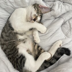 名古屋保護猫譲渡会 サムネイル3