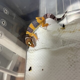 レオパ　おそらくタンジェリン系