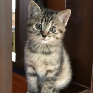 ３か月子猫　お玉ちゃん　女の子