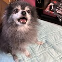 ポメラニアン　黒　去勢済み
