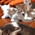 かわいい子猫ちゃん達