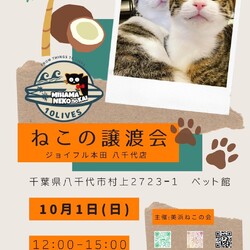 ねこの譲渡会 サムネイル1