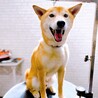 推定5歳⭐︎柴ミックス♂サブレ♡甘えん坊 サムネイル2