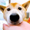 推定5歳⭐︎柴ミックス♂サブレ♡甘えん坊 サムネイル3