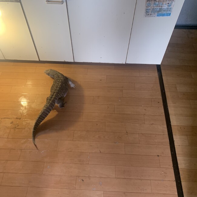 だいや09のカバー写真