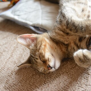 里親さんを募集します。