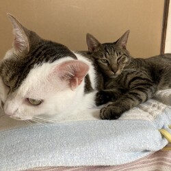 わんにゃん譲渡会