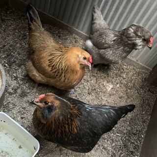 アローカナ　雌♀ 3匹　募集多数のため一度〆切