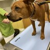 社会性バッチリの陽気な甘えたボーイ サムネイル3
