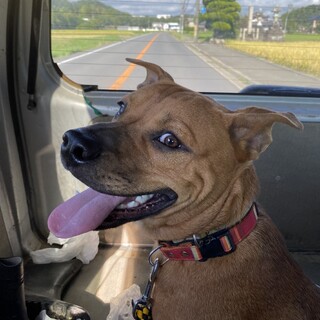 社会性バッチリの陽気な甘えたボーイ