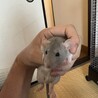 ファーシーラット里親募集！ サムネイル4