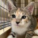 推定2023年7月生 三毛♀ひっつみ ♡