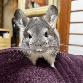 バイオレット男の子のチンチラ