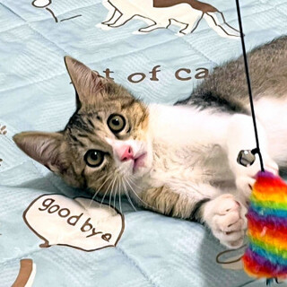 【1/3譲渡会】愛想満点子猫★つくし君