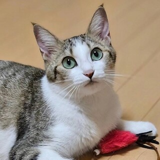 人も猫も大好き☆甘えん坊な女の子