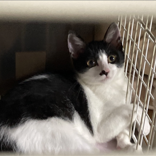 元気いっぱいなハチワレの女の子です。