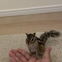 シマリス♀6ヶ月里親決定しました。