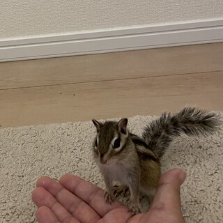 シマリス♀6ヶ月里親決定しました。