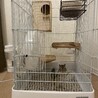 シマリス♀6ヶ月里親決定しました。 サムネイル2