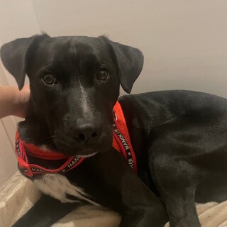 素敵なご縁がありました賢いダルメシアンmix兄弟