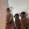 loveanimalsforever