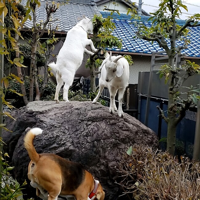 ゆう太ママのカバー写真