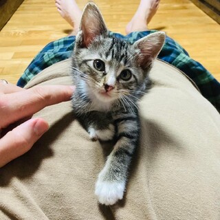 とても甘えん坊で人懐こい子です