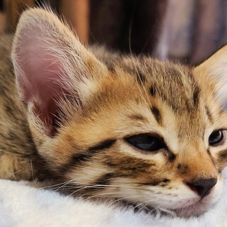 物置の親子猫　エル君(仮)