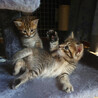 物置の親子猫　エル君(仮) サムネイル4