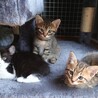 物置の親子猫　エル君(仮) サムネイル5