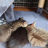 物置の親子猫　エル君(仮) サムネイル6